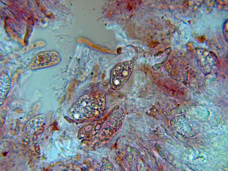 Alloexidiopsis calcea 10 - Himenio-005